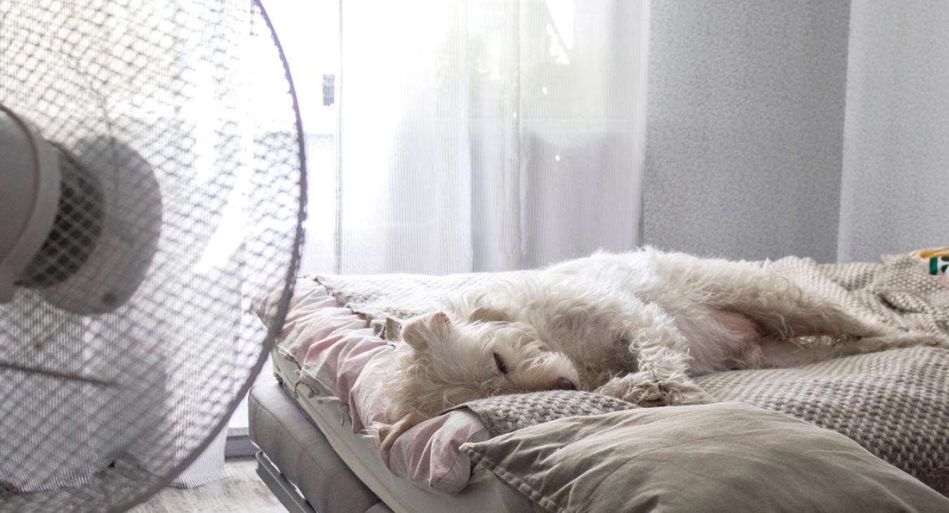 A white dog sleeps on a bed while a fan blows on it.