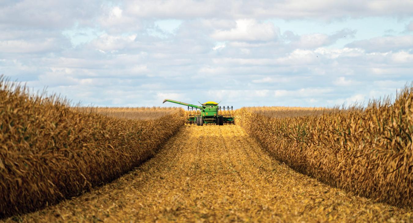 Combine in corn field harvesting