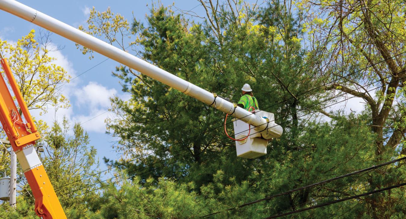 A forestry worker stands in a bucket truck, evaluating a tree